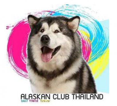 โรงพยาบาลสัตว์ไอเว็ท ร่วมออกบูธคลับ "Alaskan Club Thailand" มัน ใหญ่ มาก